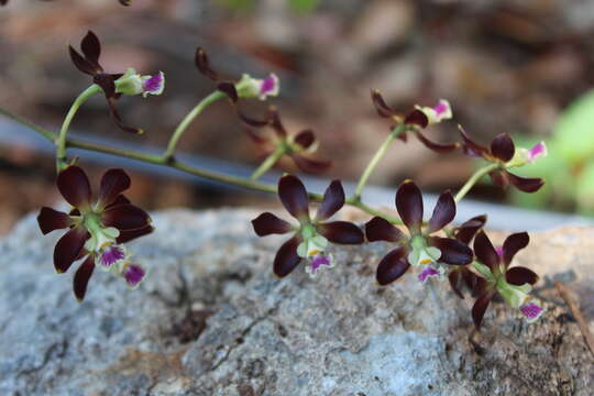 Image of Encyclia guatemalensis (Klotzsch) Dressler & G. E. Pollard