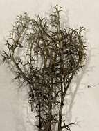 Imagem de Cladonia stygia (Fr.) Ruoss
