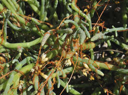 Image of Cuscuta pacifica Costea & M. A. R. Wright