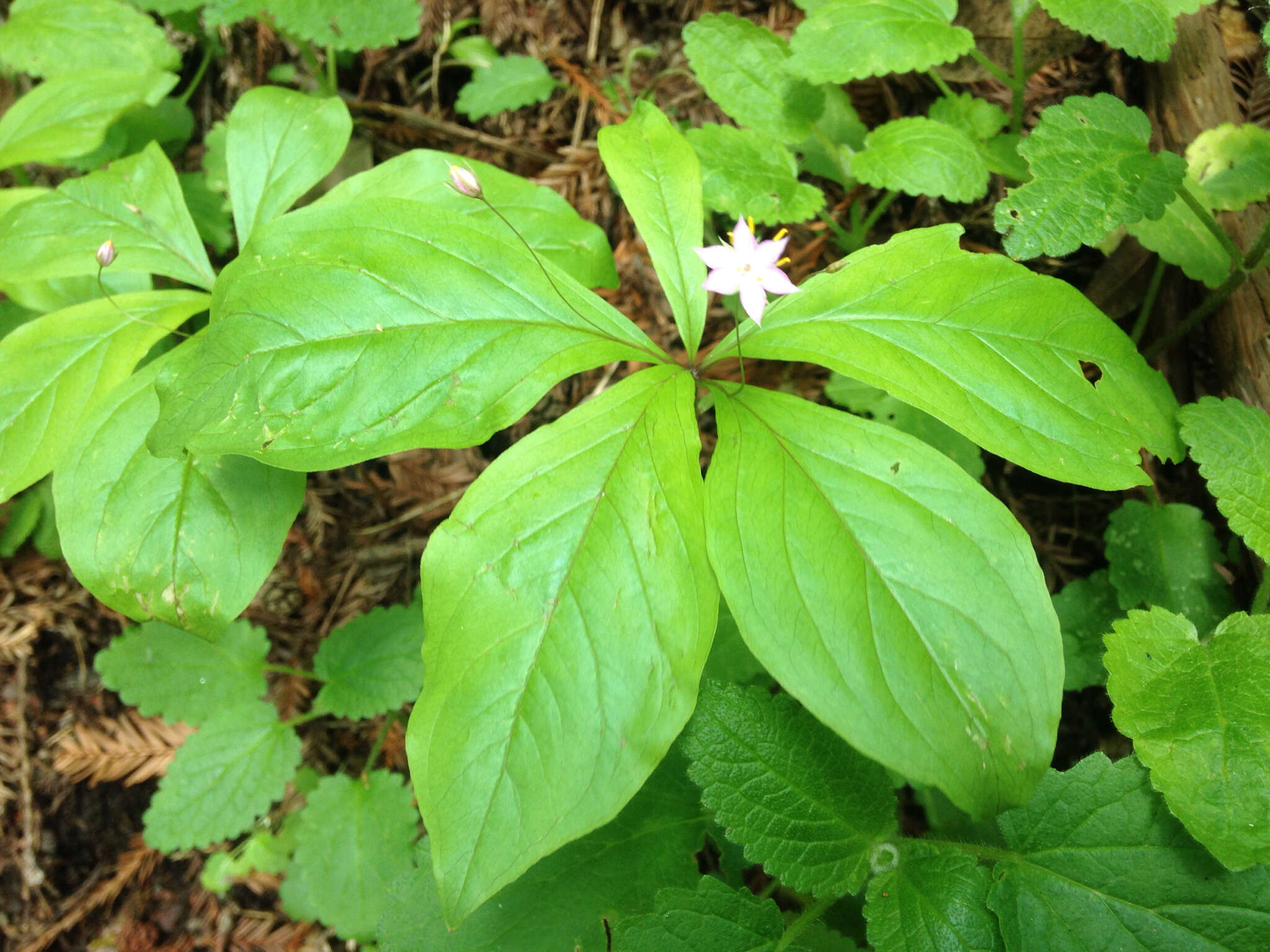 Image of Western Starflower