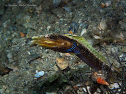 Image of Bluethroat Pikeblenny