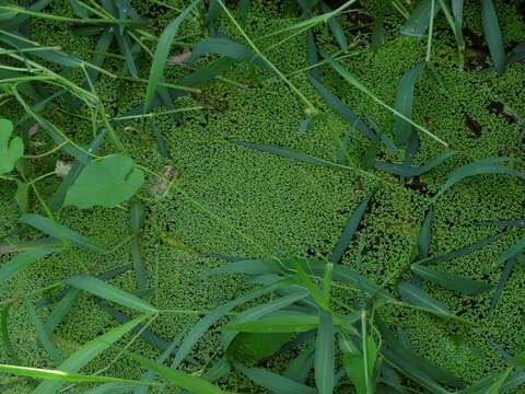 Image of Lesser Duckweed