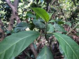 Image of Deeringia arborescens (R. Br.) Druce