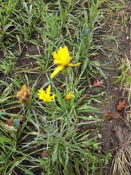 Pseudopodospermum hispanicum (L.) Zaika, Sukhor. & N. Kilian resmi