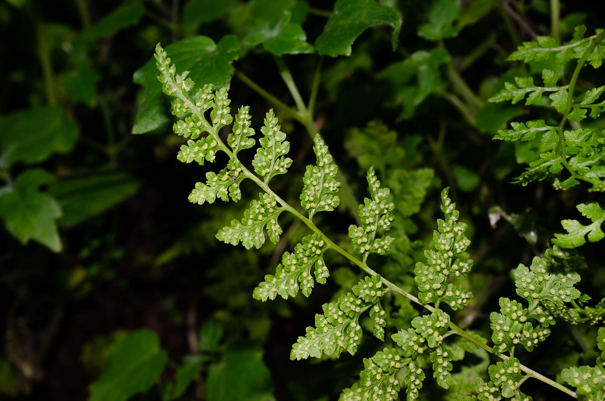 Image of Cystopteris fragilis var. apiiformis (Gand.) Blasdell