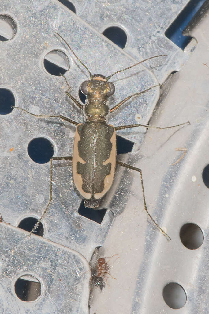 Image of Eunota circumpicta (La Ferté-Sénectère 1841)