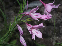 Image of Gladiolus microcarpus G. J. Lewis