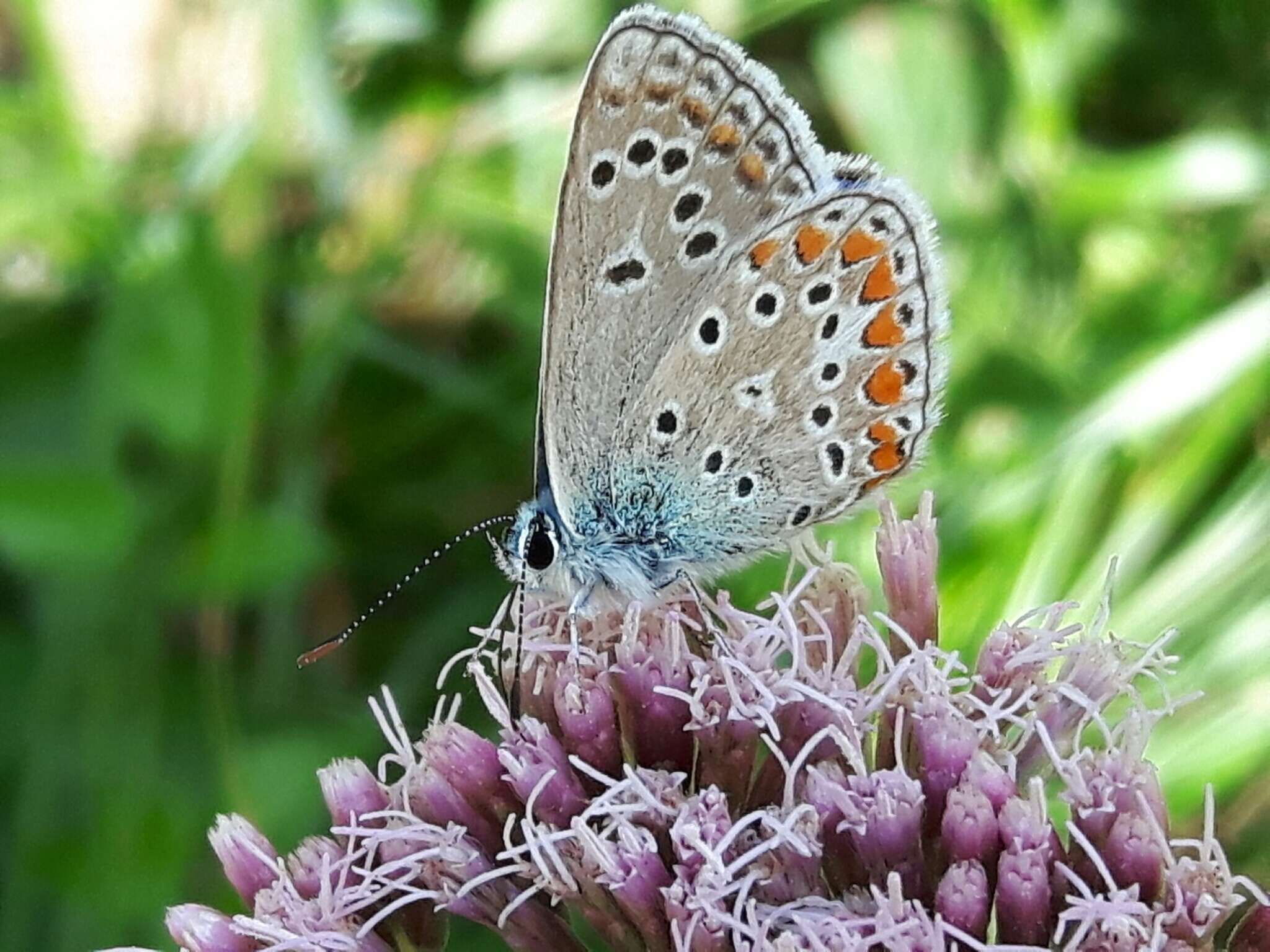 Image of Polyommatus thersites (Cantener 1835)