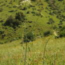 Image of Paraligusticum discolor (Ledeb.) Tikhomirov