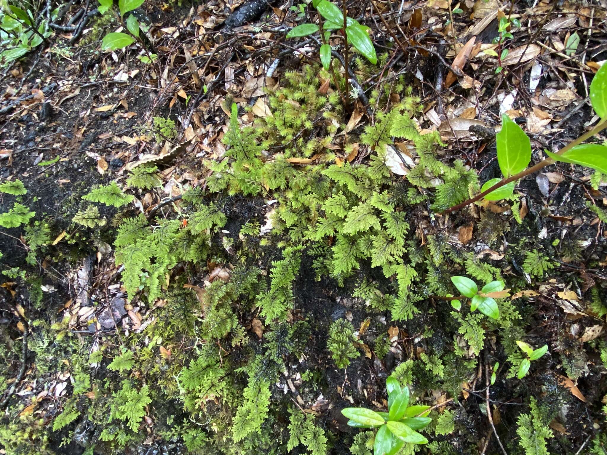 Imagem de Hymenophyllum dentatum Cav.