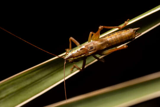 Image of Prairie Meadow Katydid