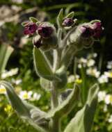 Image de Cynoglossum columnae Ten.