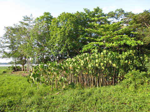 Image of aninga