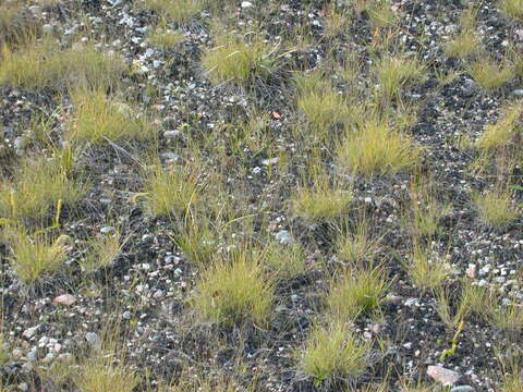 Image of bog muhly