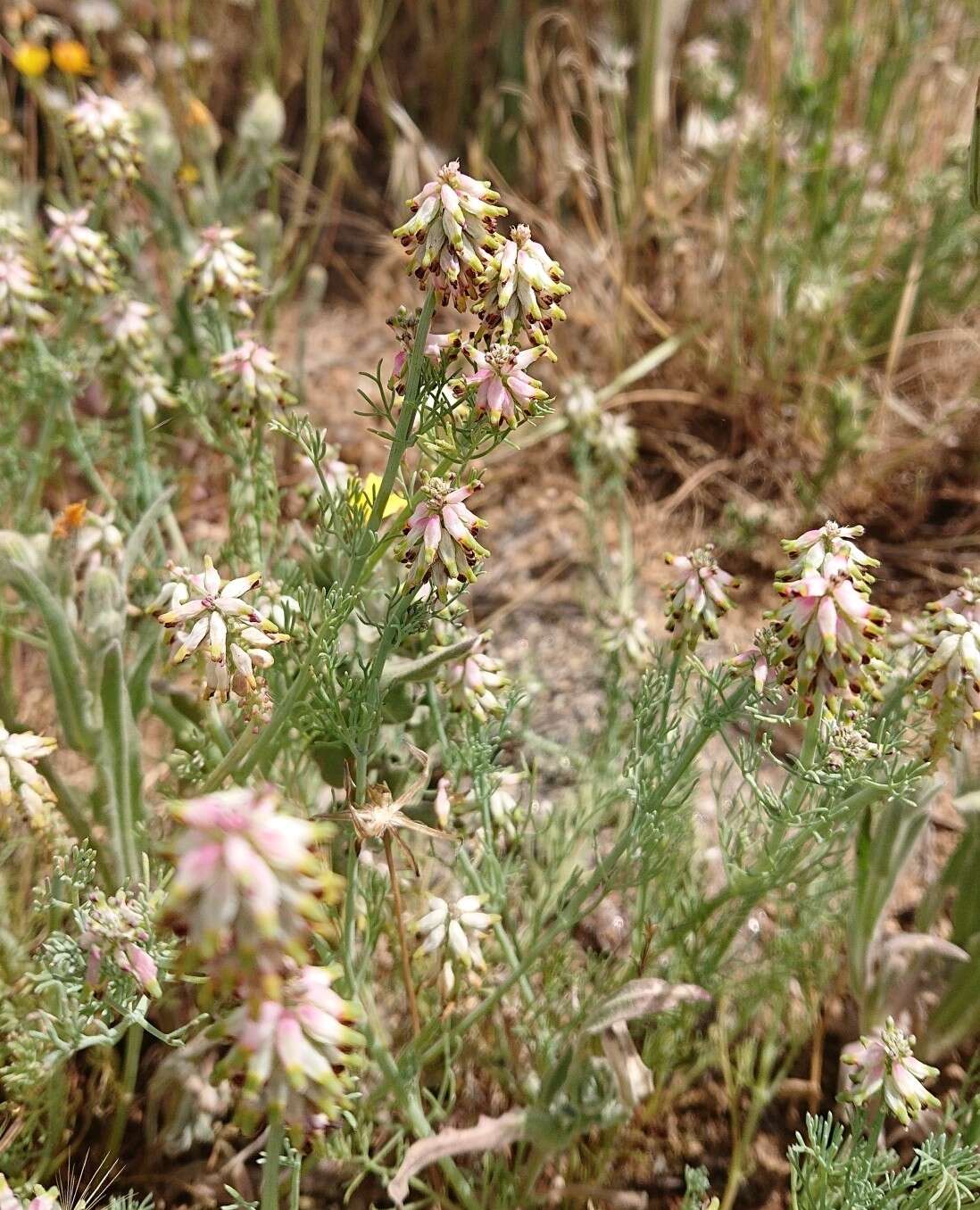 Image of Platycapnos spicata (L.) Bernh.