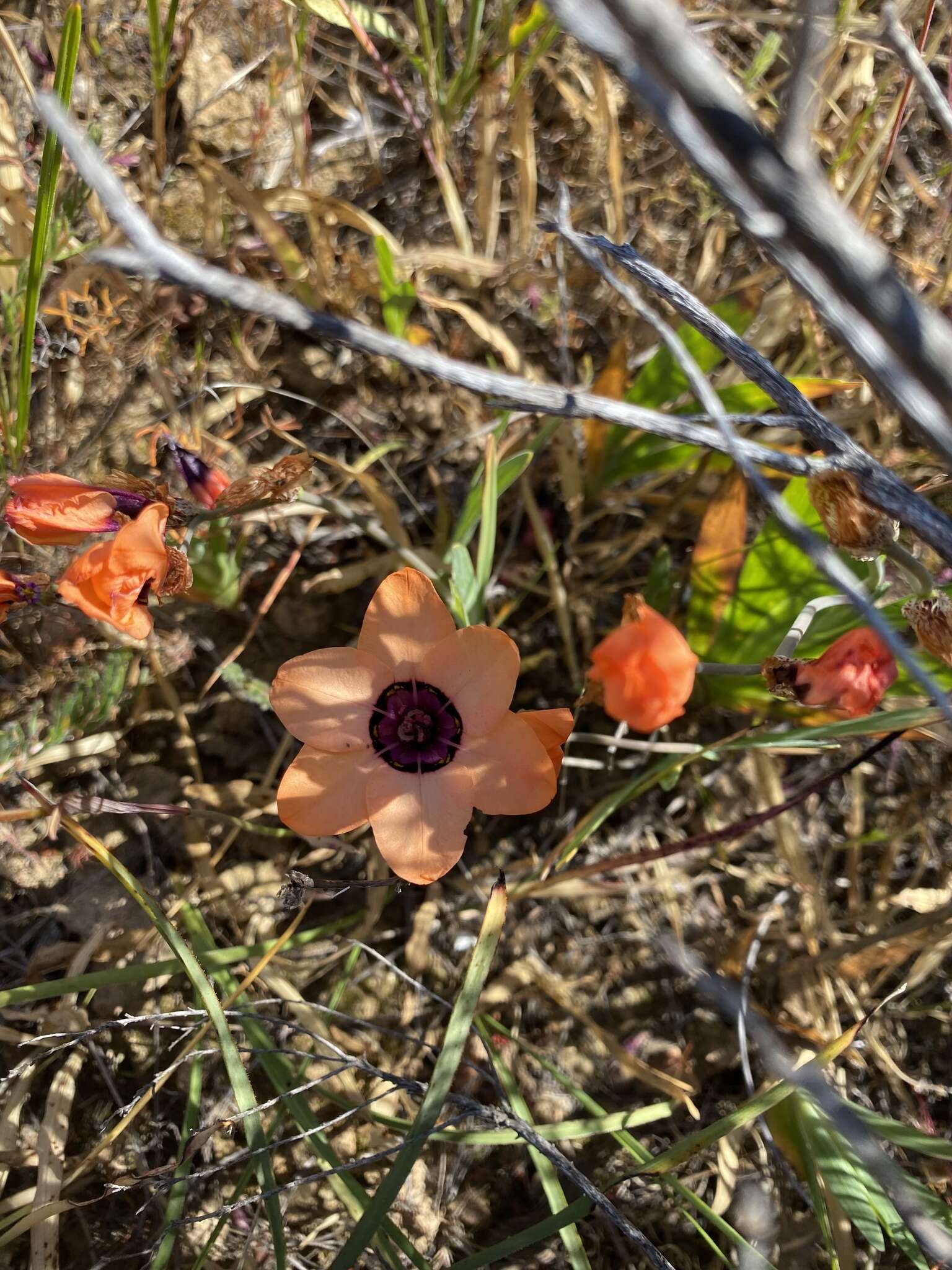 Image of Cape buttercup