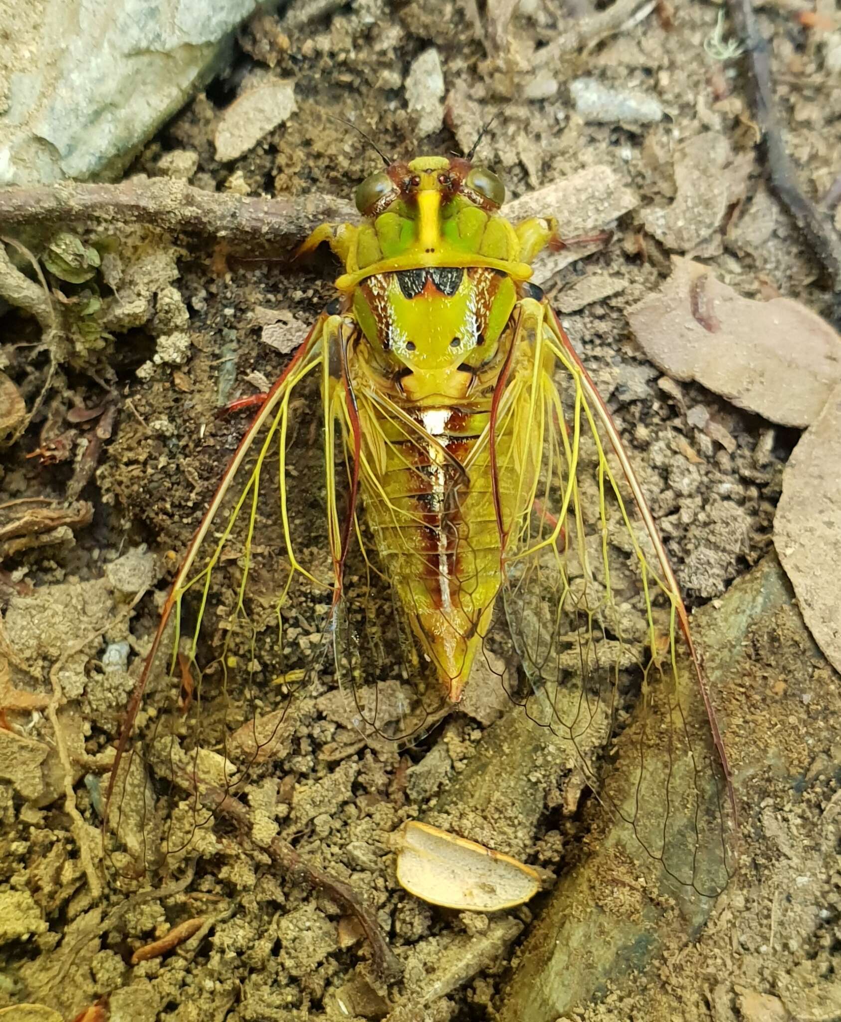 Image of subalpine green cicada