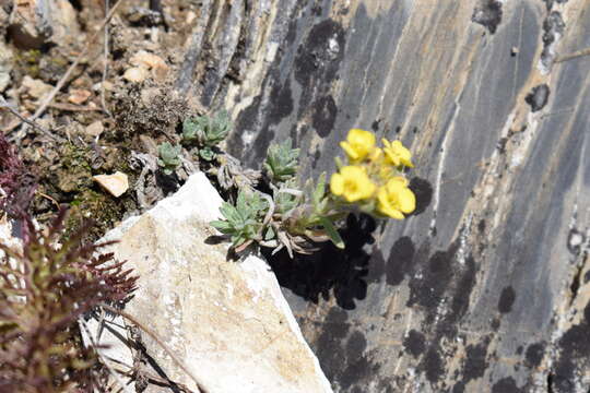 Слика од Alyssum lenense Adams