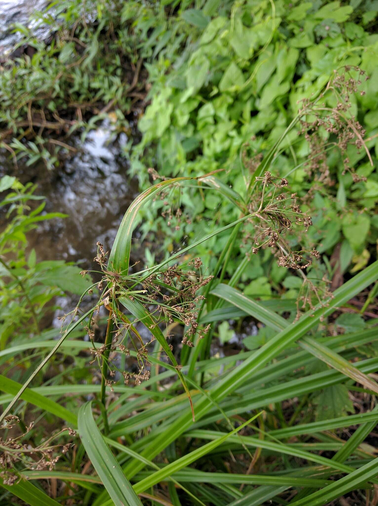 Слика од Scirpus sylvaticus L.