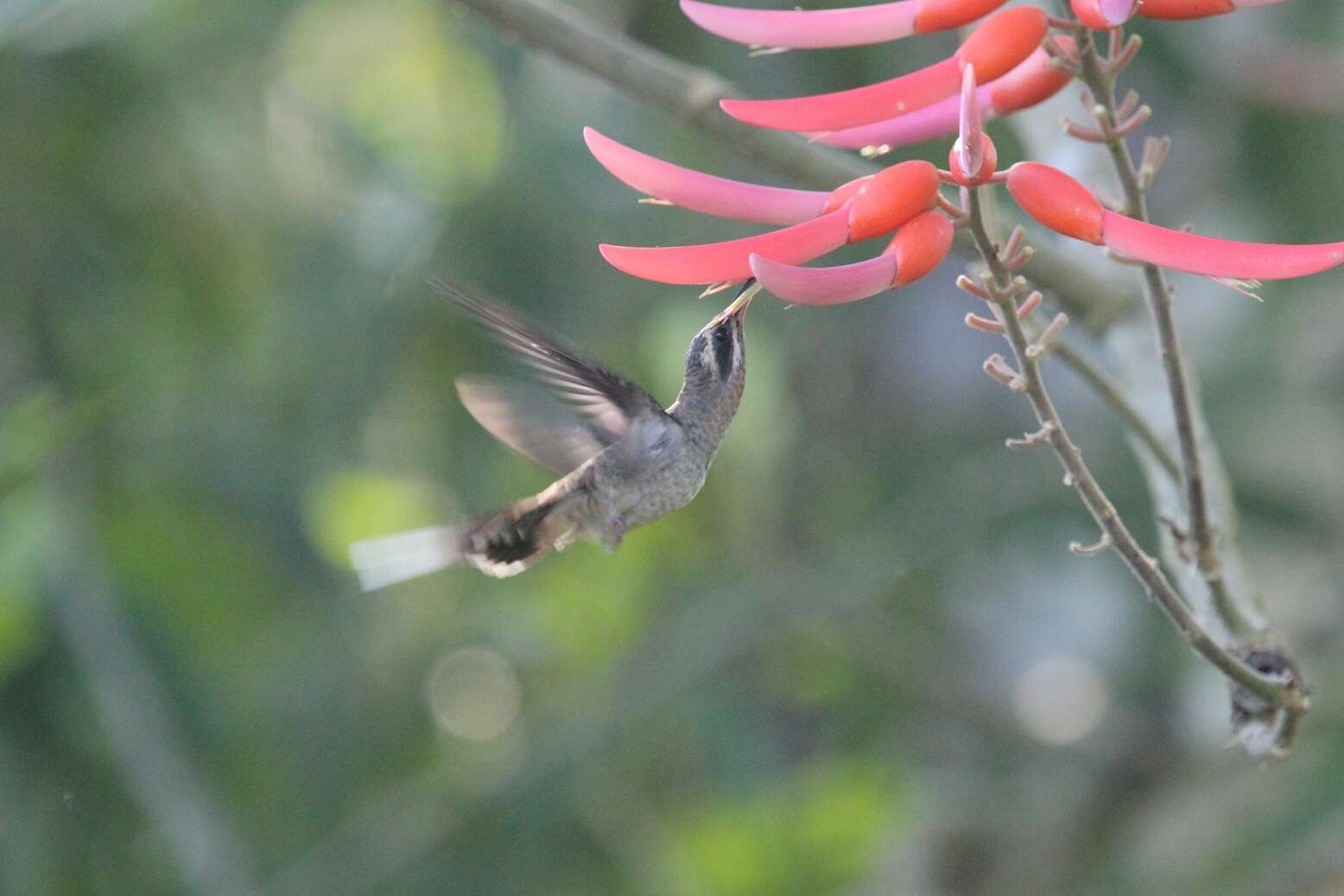 Image of Long-billed Hermit