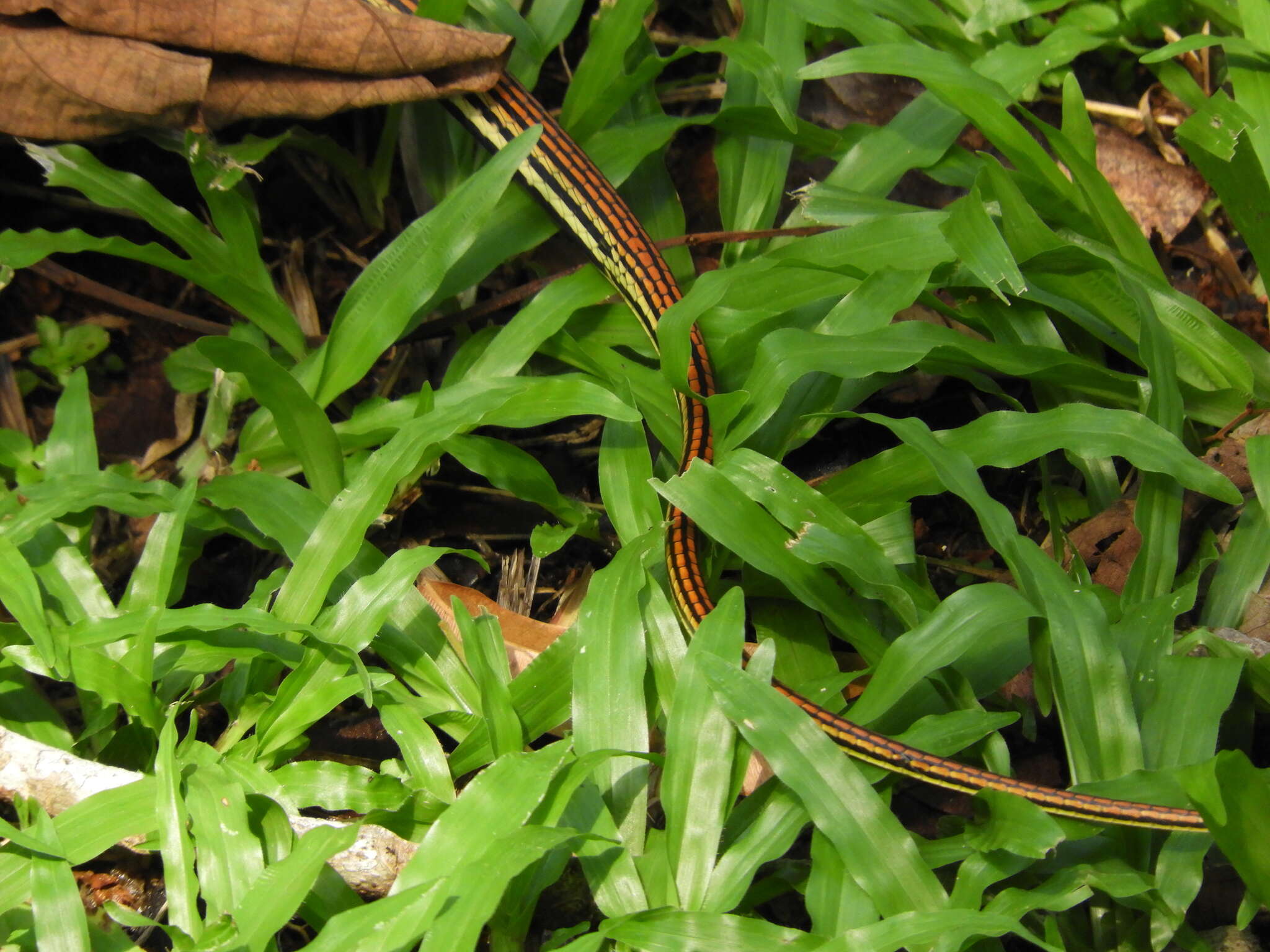 Image of Dendrelaphis caudolineatus (Gray 1834)