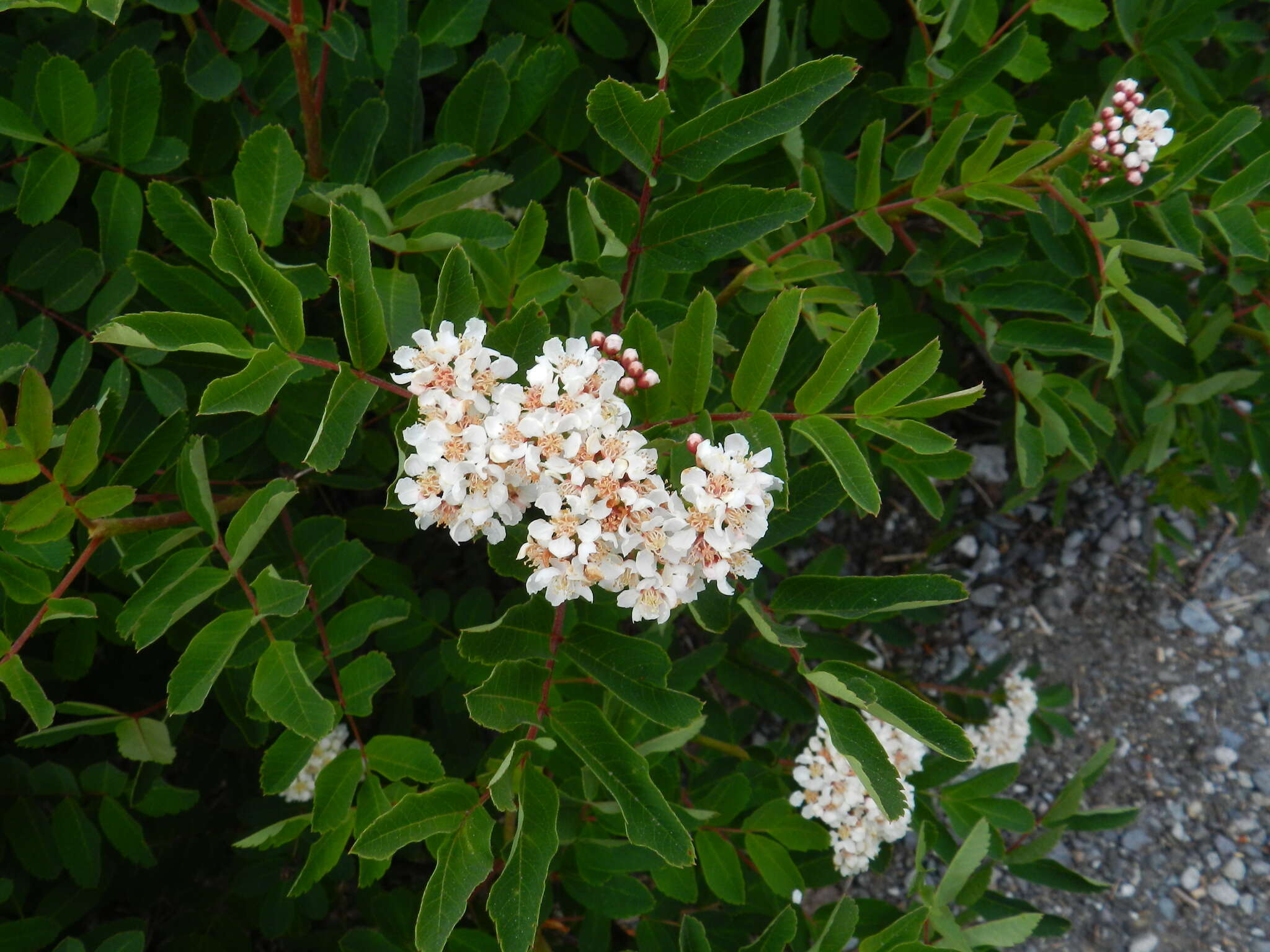 صورة Sorbus sitchensis var. grayi (Wenzig) C. L. Hitchc.