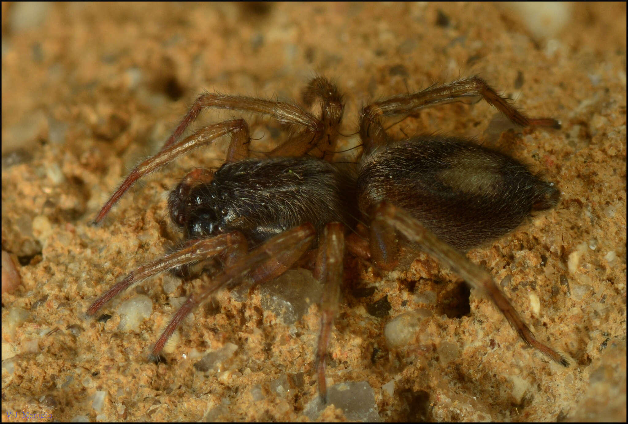 Image of Porrhoclubiona leucaspis (Simon 1932)