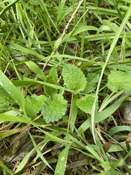 Image of Melissa officinalis subsp. officinalis