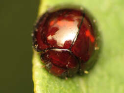 Image of heather ladybird