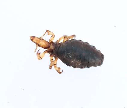 Image of hog louse