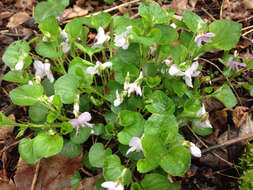 Image of alpine violet