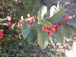 Sivun Cotoneaster pannosus Franch. kuva