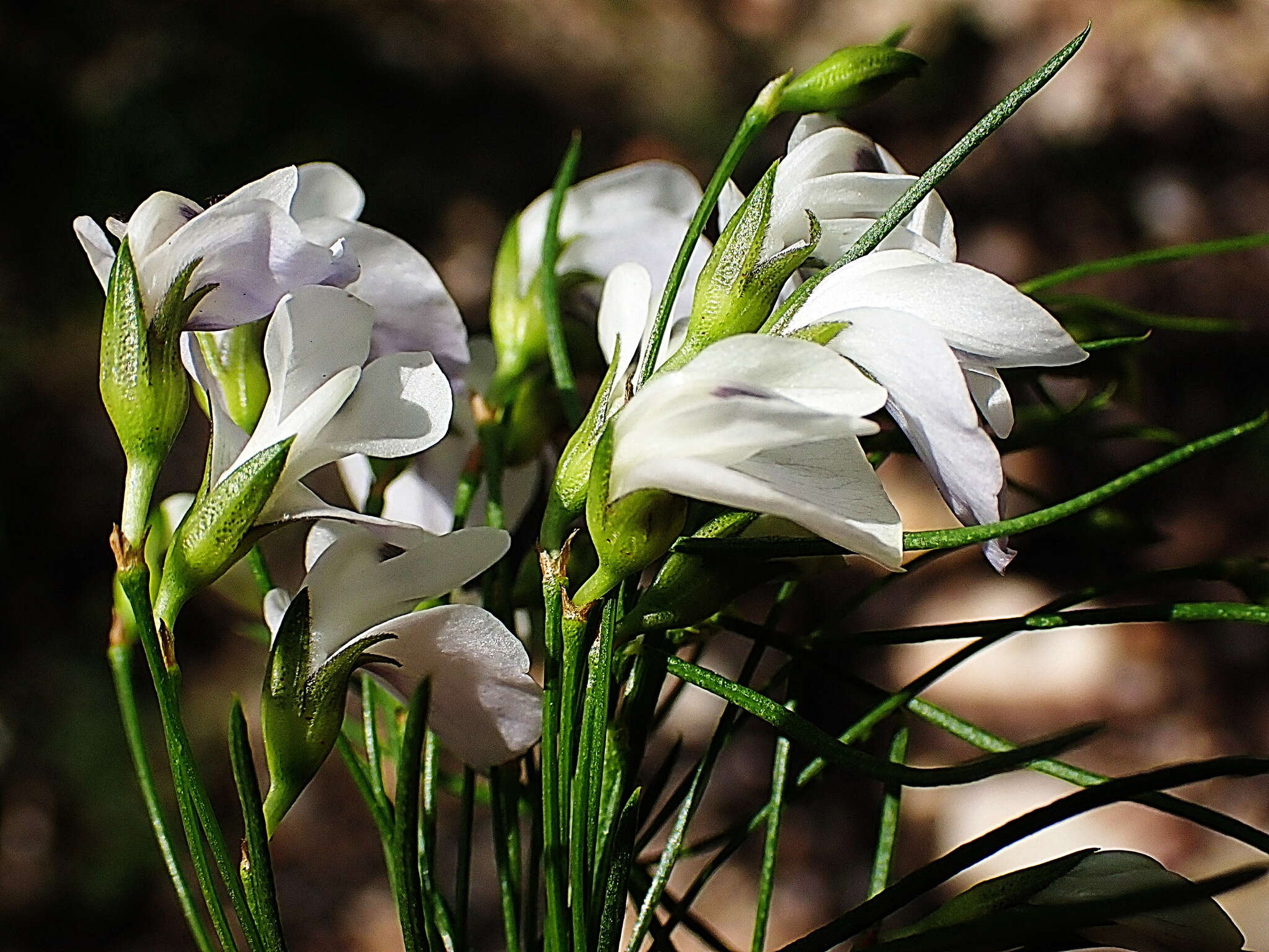 Image de Psoralea elegans