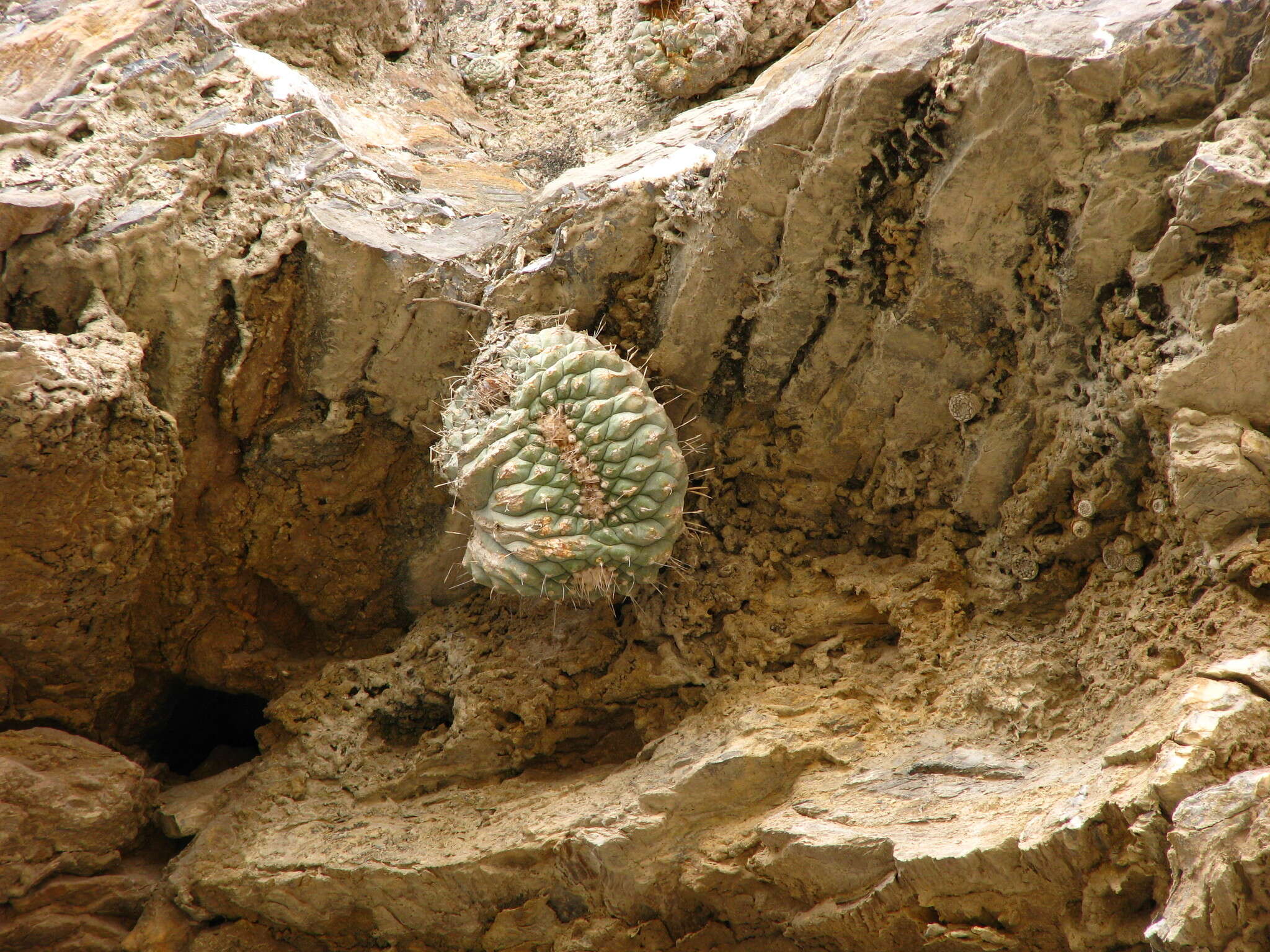 Image of Strombocactus disciformis subsp. disciformis