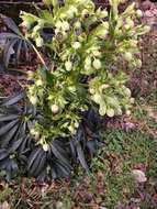 Plancia ëd Helleborus foetidus L.