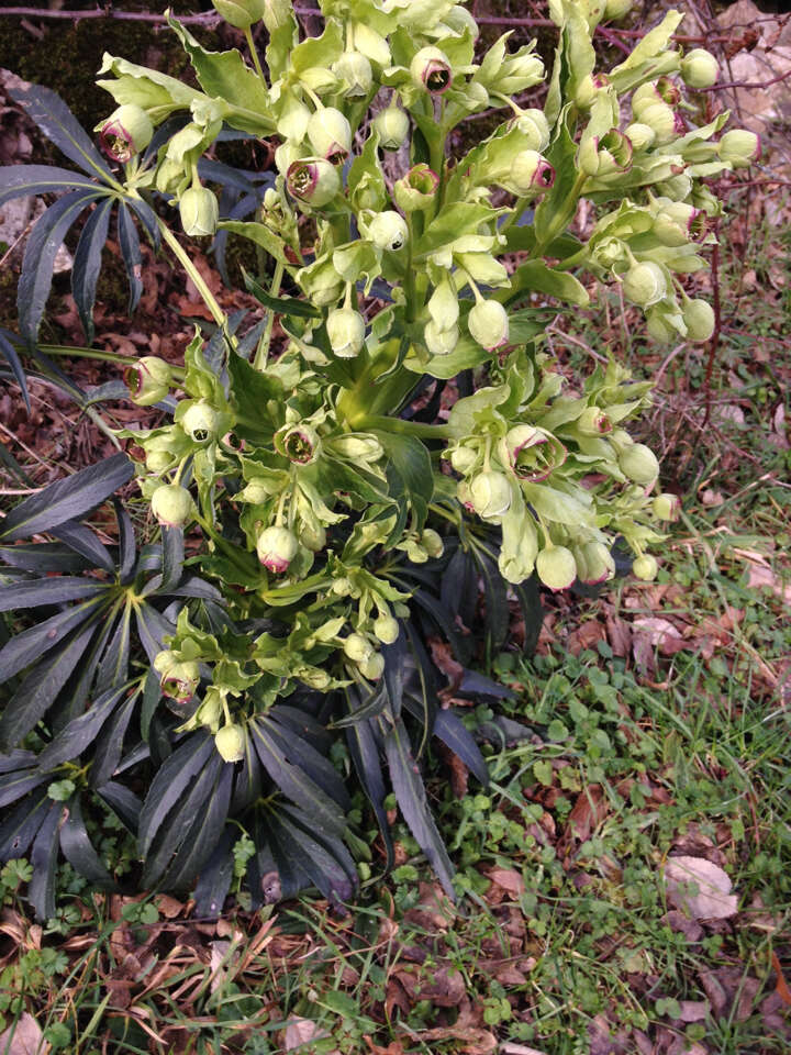 Plancia ëd Helleborus foetidus L.