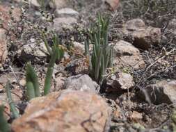 Imagem de Phemeranthus napiformis (DC.) Ocampo