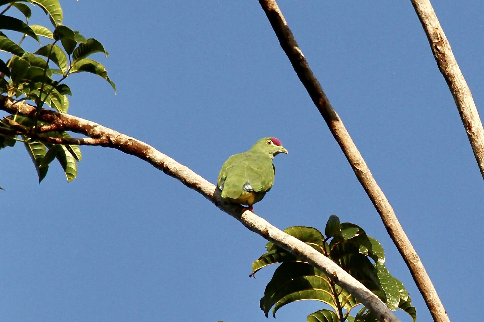 Image of Yellow-banded Fruit-dove