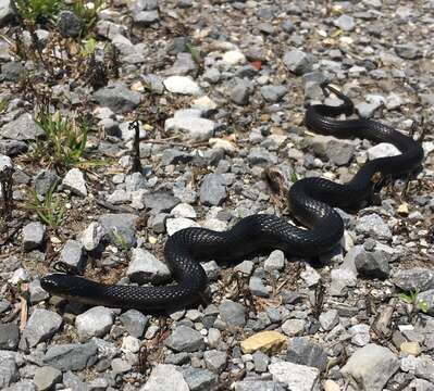 Image of Delta Crayfish Snake