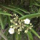 Image of Helmiopsis linearifolia (Hochr.) Skema