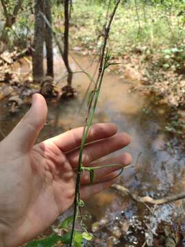 Passiflora cerradensis Sacco的圖片