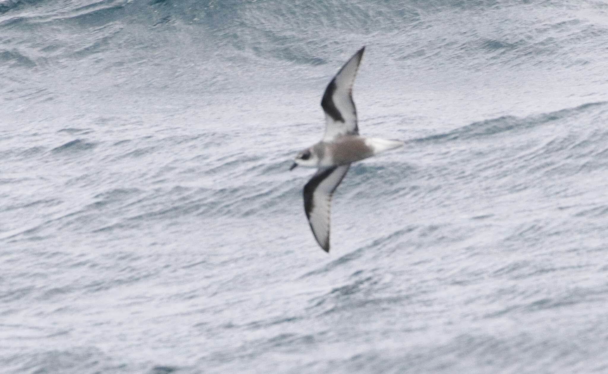 Image of Mottled Petrel