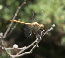 Image of Sympetrum arenicolor Jödicke 1994