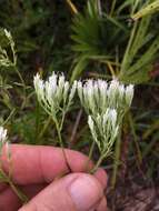 Image of Eupatorium petaloideum Britt.