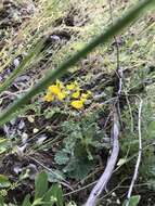 Image of Calceolaria corymbosa Ruiz & Pav.