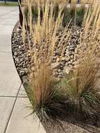 Image of feather reed grass