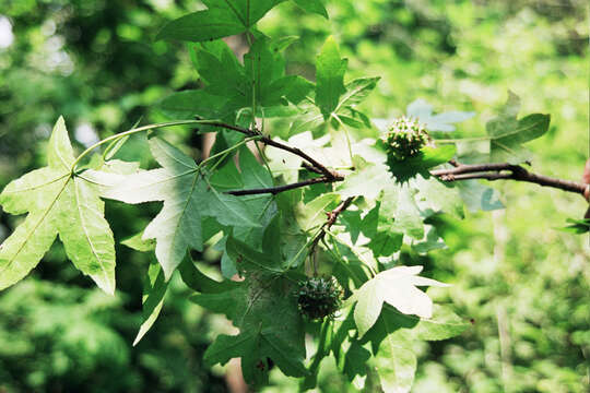 Image of Oriental Sweetgum