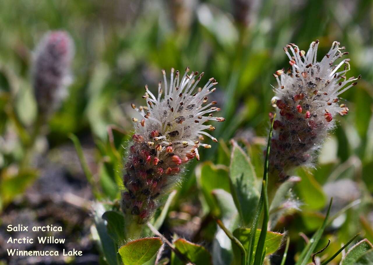 Image of alpine willow