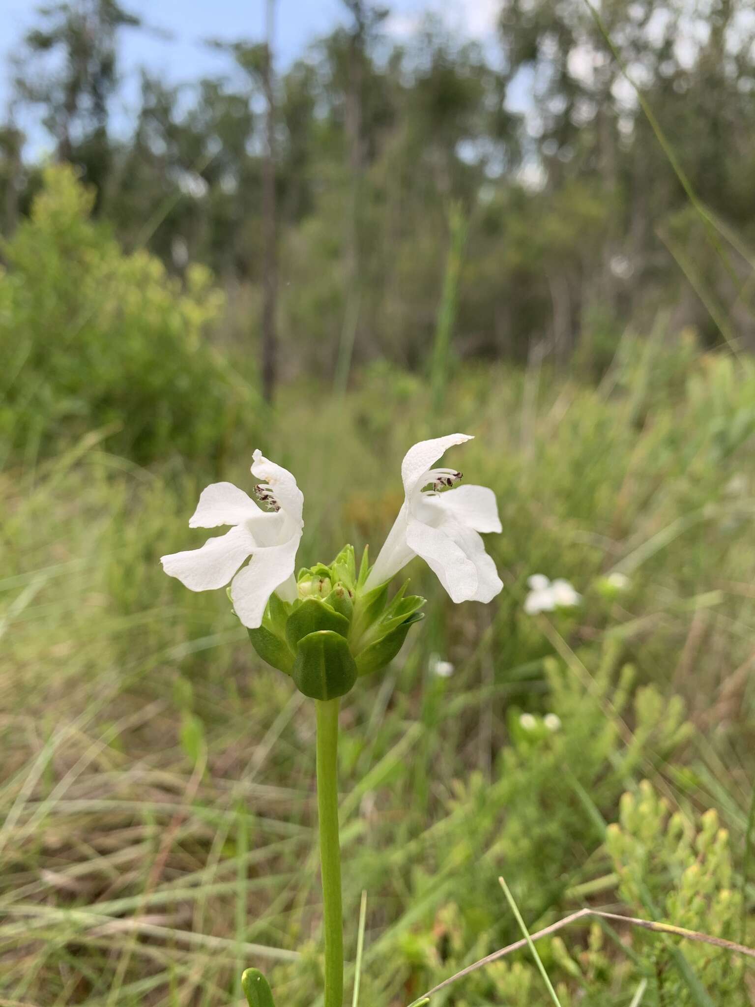 Image of macridea