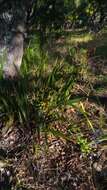 Plancia ëd Dianella ensifolia (L.) Redouté